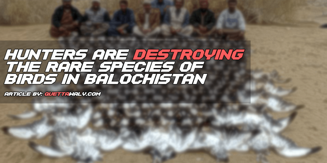 Hunters are Destroying the Rare Species of Birds in Balochistan