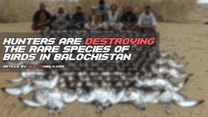 Hunters are Destroying the Rare Species of Birds in Balochistan