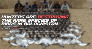 Hunters are Destroying the Rare Species of Birds in Balochistan