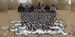 Hunters are Destroying the Rare Species of Birds in Balochistan