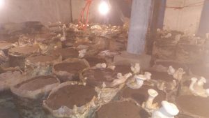 Amanullah Khan Mushroom Firm Quetta