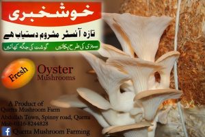 Buy Online Oyster Mushrooms in Quetta from Amanuallah Khan Firm Balochistan