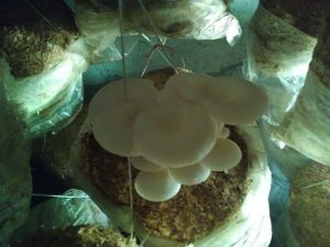 Mushroom Growing in Quetta By Amanullah Khan