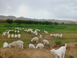 Natural Photograph Balochistan