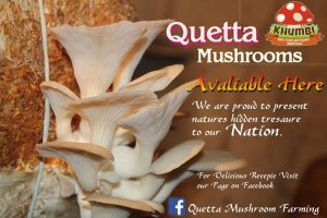 Quetta Mushroom Amanullah Khan